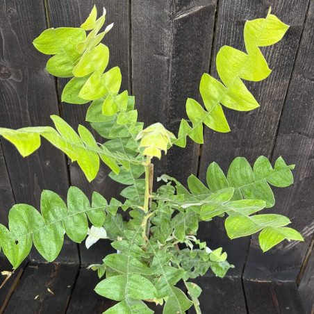 Banksia grandis, Banksia géant, Banksia taureau, Banksia mangite