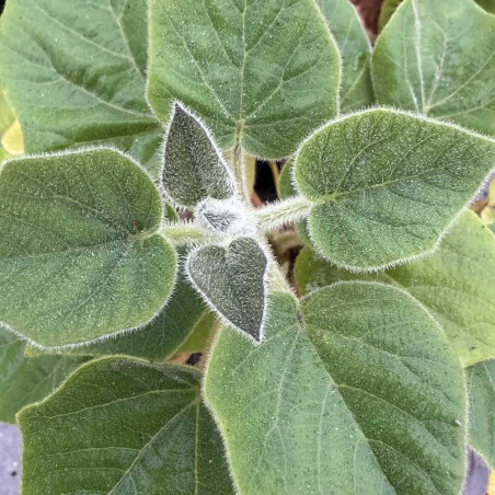 Paulownia tomentosa Kawakamii