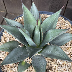 Agave ovatifolia x victoria-reginae Sho-Time