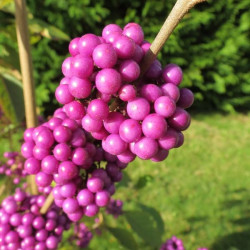 Callicarpa bodinieri profusion