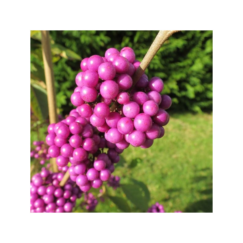 Callicarpa bodinieri profusion