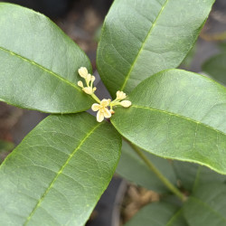 Osmanthus fragrans Minsiji