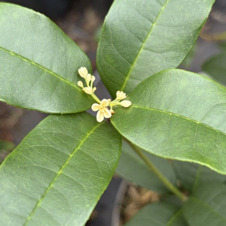 Osmanthus fragrans Minsiji