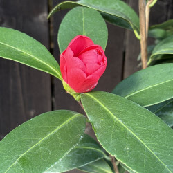 Camellia 1001 Summer Nights®