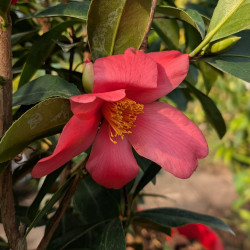 Camellia 1001 Summer Nights®