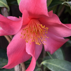Camellia 1001 Summer Nights®