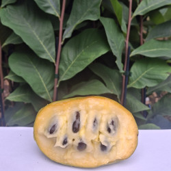Asimina triloba Canary