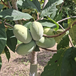 Asimina triloba Nyomi's Delicious