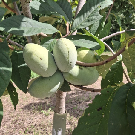 Asimina triloba Nyomi's Delicious