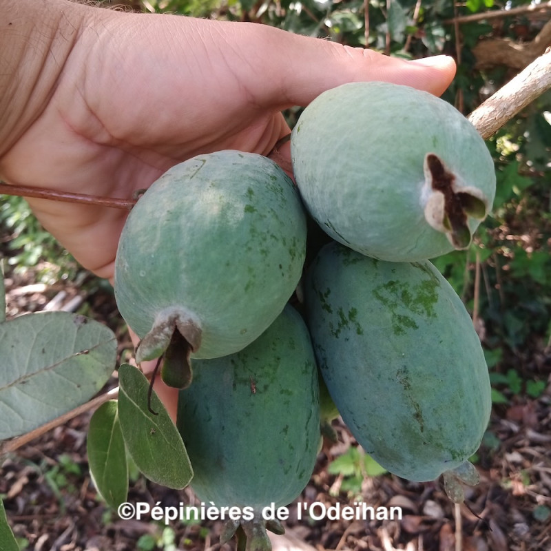 Acca sellowiana Apollo NZ