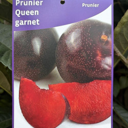 Prunus salicina Queen Garnet