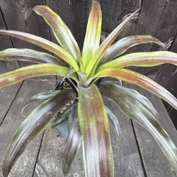 Ananas Mila