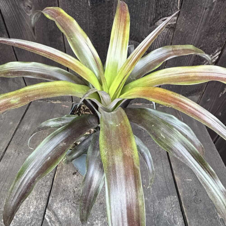 Ananas Mila