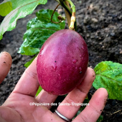 Passiflora edulis Lava
