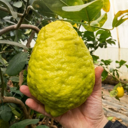 Citrus medica maxima
