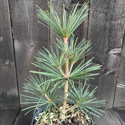 Sciadopitys verticillata 'Joe Kozey'