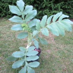 Melianthus major