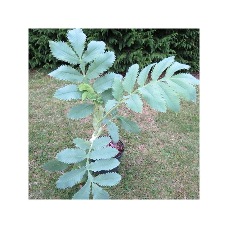 Melianthus major