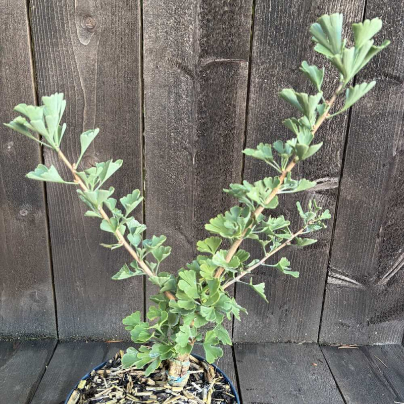 Ginkgo biloba Little Joe