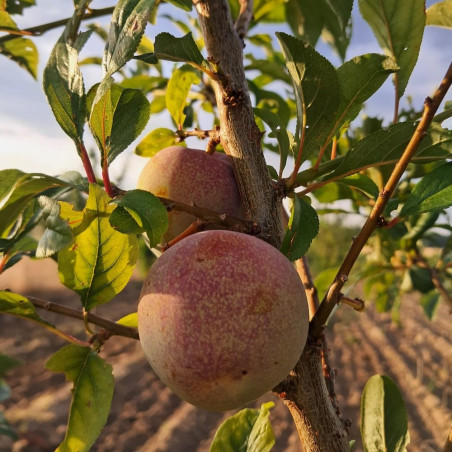 Prunus Pluot Flavor Supreme