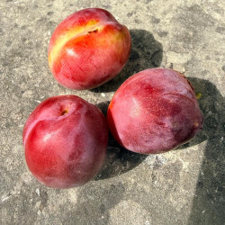 Prunus Pluot Dapple Dandy