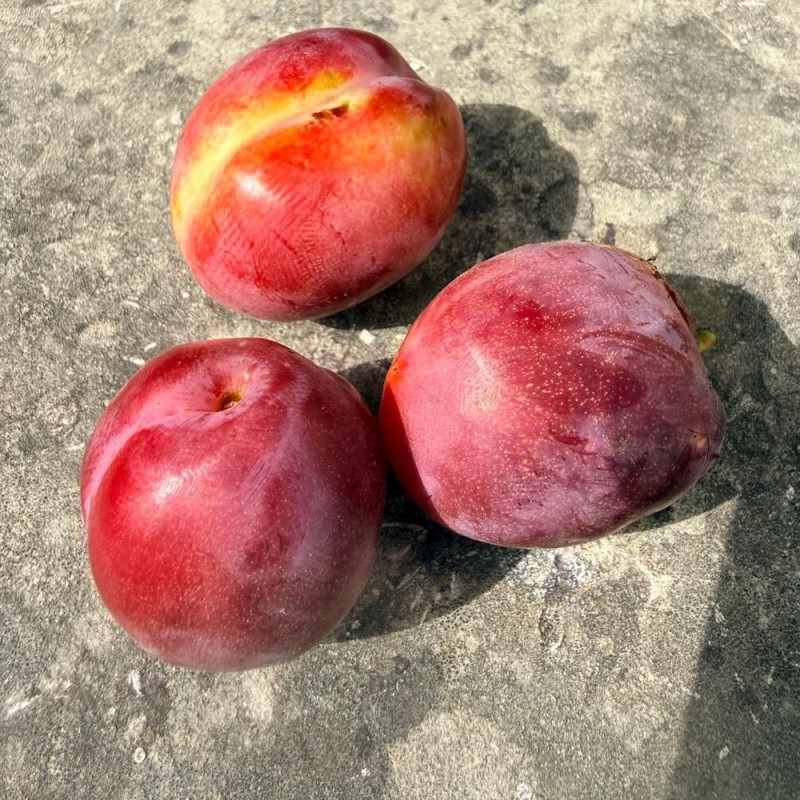 Prunus Pluot Dapple Dandy
