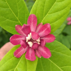 Calycanthus Pink Beauty