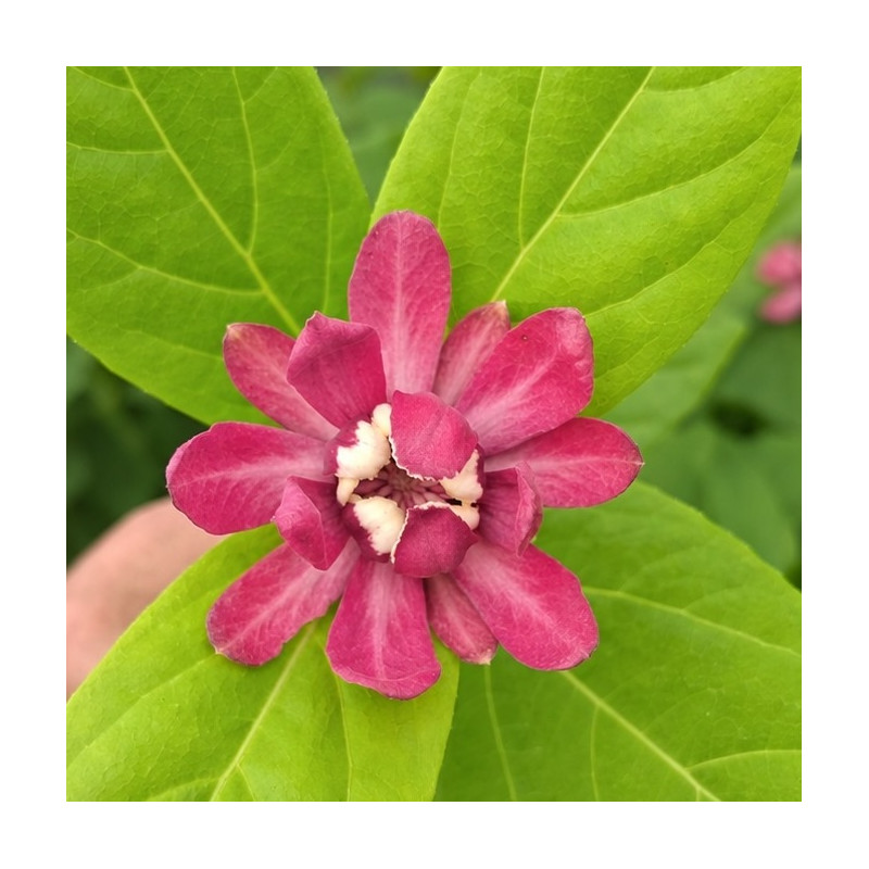 Calycanthus Pink Beauty