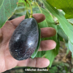 Persea Negra De La Cruz, avocatier