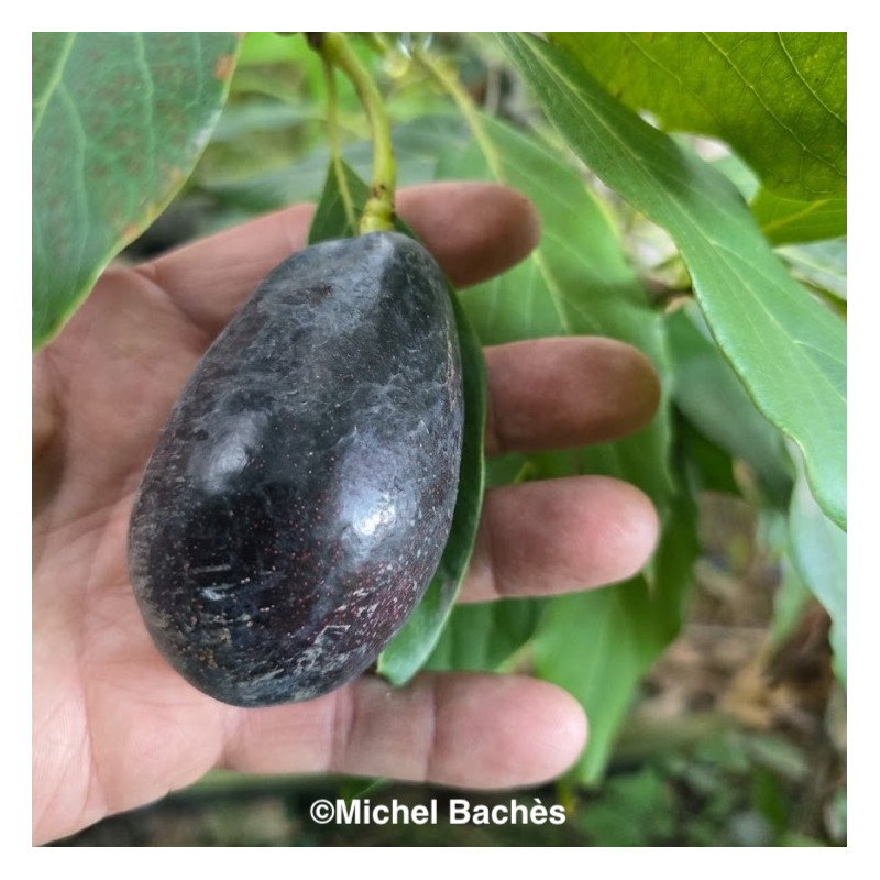 Persea Negra De La Cruz, avocatier