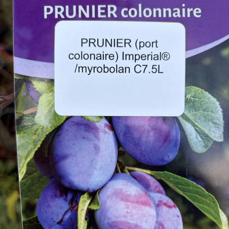 Prunus domestica Imperial®