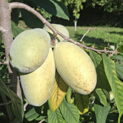 Fruits d'asiminier