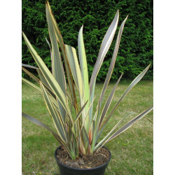 Phormium 'Alison Blackman'