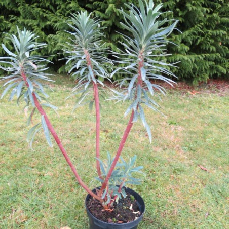 Euphorbia blue wonder