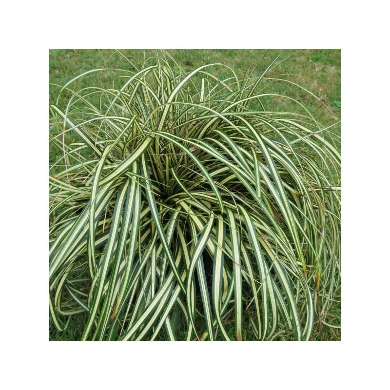 Carex morrowi variegata