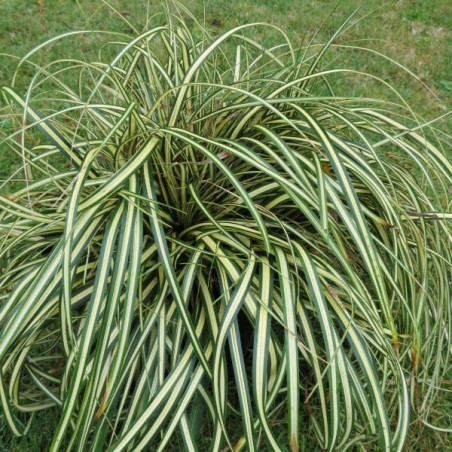 Carex morrowi variegata