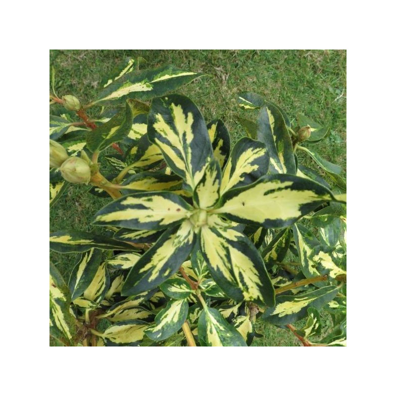 Rhododendron goldfinger Rhododendron goldfinger