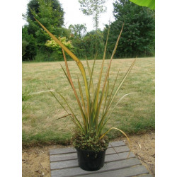 Phormium 'apricot queen'