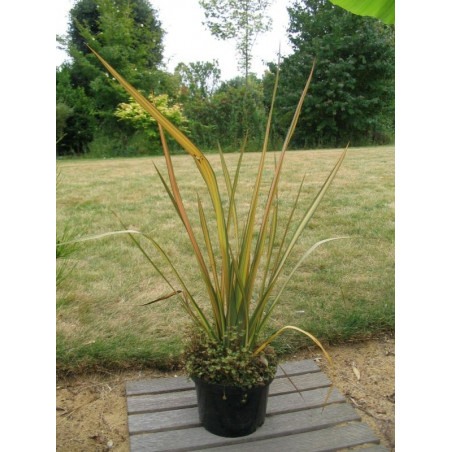 Phormium 'apricot queen'