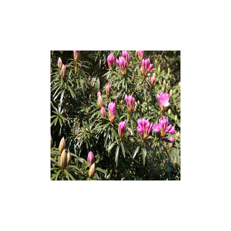 Rhododendron Graziella