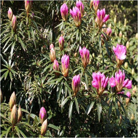 Rhododendron Graziella