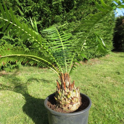 Dioon spinulosum 