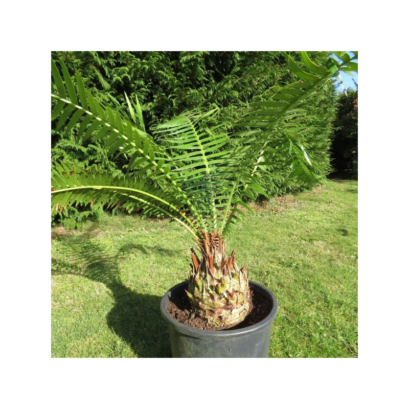 Dioon spinulosum 