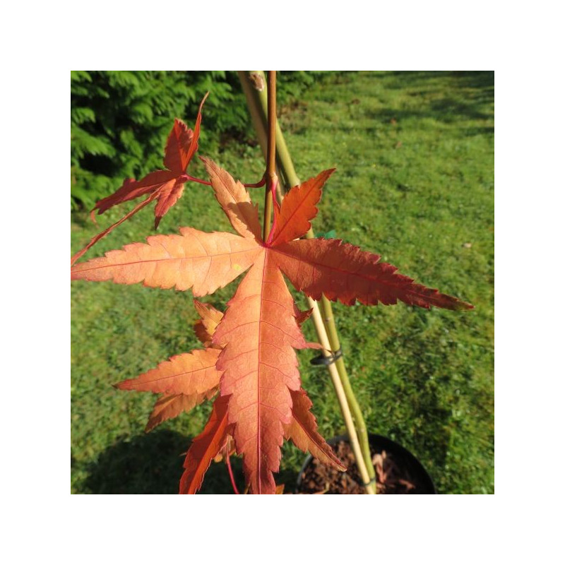 Acer palmatum Ryusen