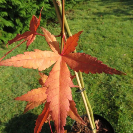 Acer palmatum Ryusen