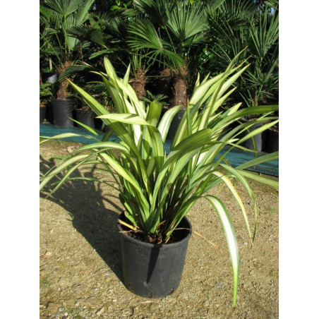 Phormium cookianum 'cream delight'