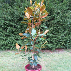 Magnolia little gem 15 l