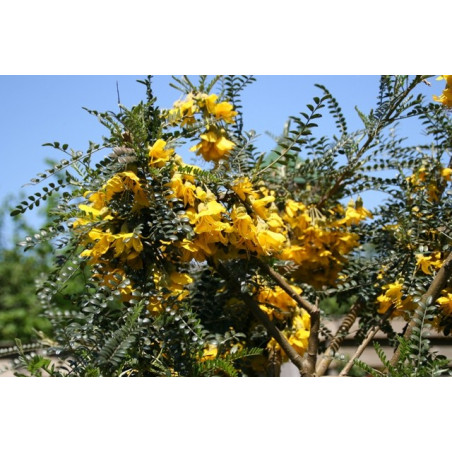 Sophora microphylla sun king