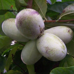 Online sale of Asimina (pawpaw) on A l'ombre des figuiers