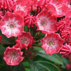 Kalmia